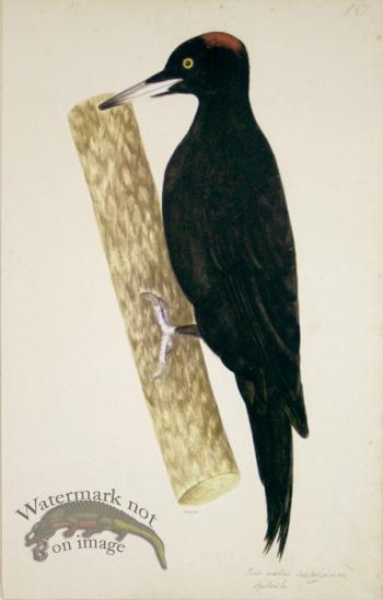 127 Swedish Birds . Picus Martius.Female, Black Woodpecker